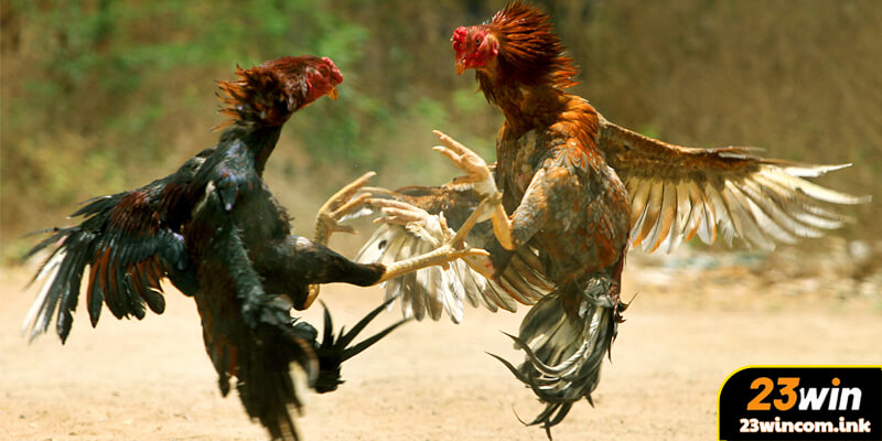 Đá Gà 23Win Là Gì? Tổng Quan Đầy Đủ