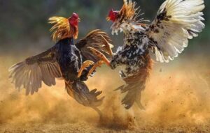 Phân loại các trận đá gà Thomo tại 23Win